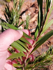Melaleuca viminalis viminalis