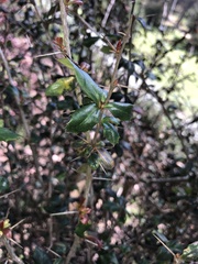 Berberis darwinii