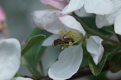 Andrena