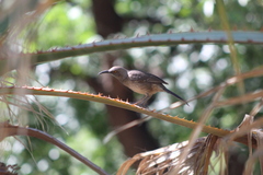 Toxostoma curvirostre
