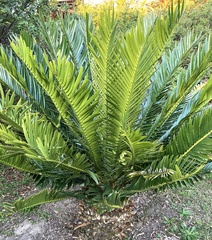 Encephalartos