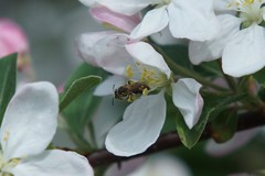 Andrena
