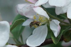 Andrena