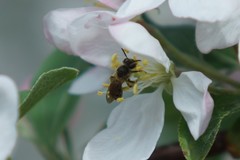 Andrena