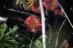 Drosera aliciae