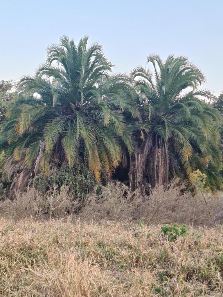 Date Palm Hybrid