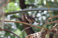 Toxostoma curvirostre