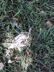 Passer domesticus