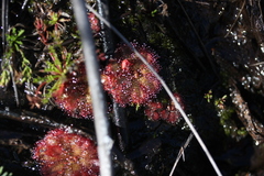Drosera aliciae