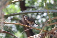 Toxostoma curvirostre