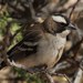 Southern White-browed Sparrow-Weaver - Photo (c) Tony Rebelo, some rights reserved (CC BY-SA), uploaded by Tony Rebelo