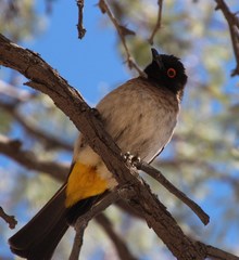 Pycnonotus nigricans