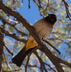 Pycnonotus nigricans