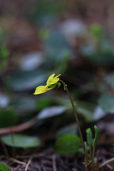 Viola orbiculata