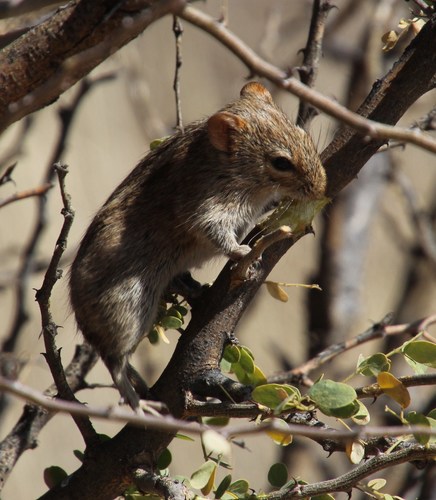 Four-striped Grass Mouse