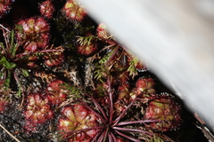 Drosera aliciae