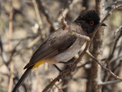 Pycnonotus nigricans