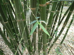 Bambusa utilis