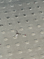 Diptera