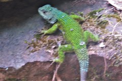 Sceloporus hondurensis