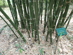 Bambusa utilis