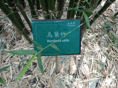 Bambusa utilis