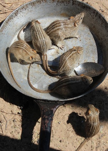 Rhabdomys bechuanae