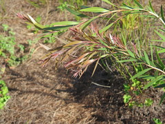 Melaleuca viminalis viminalis