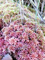 Sphagnum violascens