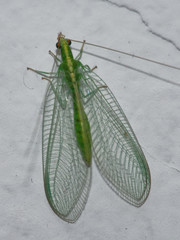 Chrysopidae