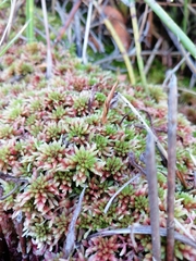 Sphagnum violascens