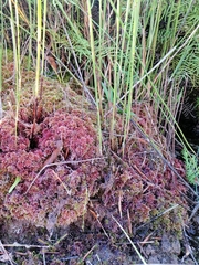 Sphagnum violascens