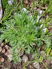 Artemisia absinthium