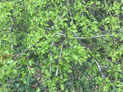 Crataegus monogyna