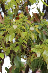 Cinnamomum camphora