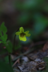 Viola orbiculata