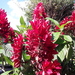 赤苞花 - Photo (c) rodrigocampos，保留部份權利CC BY-NC