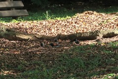 Spermestes bicolor nigriceps