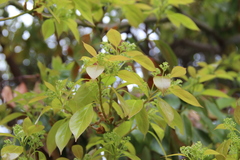 Cinnamomum camphora