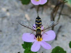 Allograpta fuscotibialis