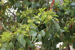 Cinnamomum camphora