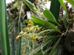 Stelis greenwoodii