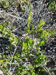 Solanum africanum