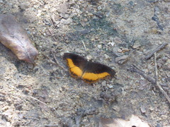 Eurytela dryope