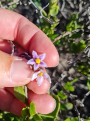 Solanum africanum