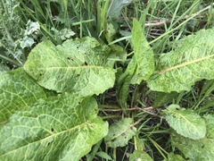 Rumex obtusifolius