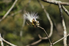 Pseudobombax palmeri