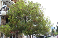 Cinnamomum camphora