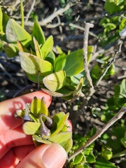Solanum africanum