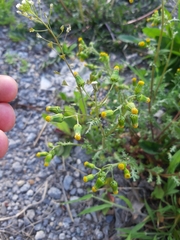 Senecio vulgaris
